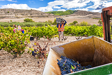 Grape harvest. Bargota, Navarre, Spain, Europe