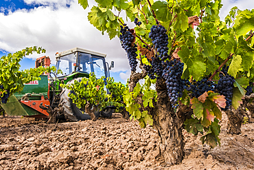 Grape harvest. Bargota, Navarre, Spain, Europe