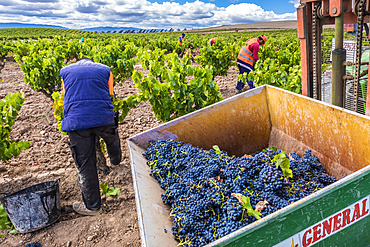 Grape harvest. Bargota, Navarre, Spain, Europe