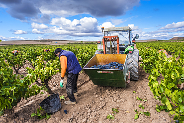 Grape harvest. Bargota, Navarre, Spain, Europe