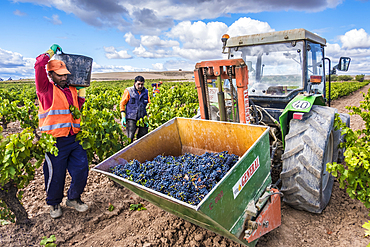 Grape harvest. Bargota, Navarre, Spain, Europe