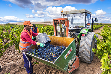 Grape harvest. Bargota, Navarre, Spain, Europe