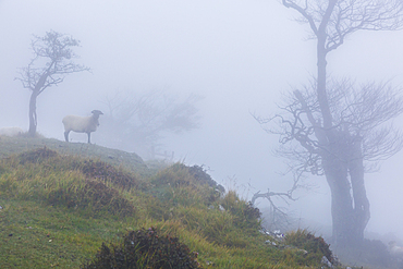 Latxa sheep in the mist. Navarre, Spain