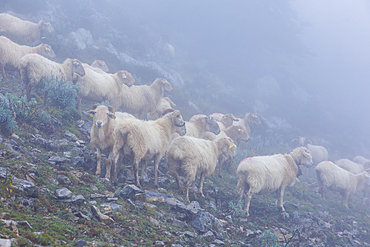 Latxa sheep in the mist. Navarre, Spain