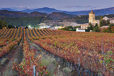 Vineyard in autumn and church. Monastery of Irache. Ayegui, Navarre, Spain, Europe