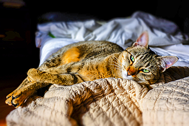 Cat resting in a bed.