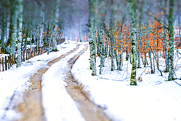 Path and beechwood in winter. Urbasa y Andia Natural Park. Navarre, Spain, Europe