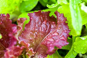 Lettuce in botanical garden