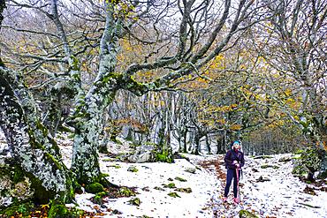 Beechwood in winter. Mount Ioar. Navarre, Spain, Europe