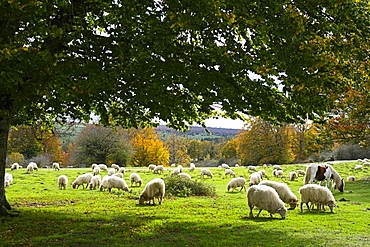 Herd of sheep and a horse on green pasture. Urbasa-Andia Natural Park. Navarre, Spain, Europe