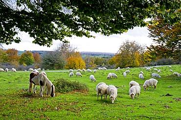 Herd of sheep and a horse on green pasture. Urbasa-Andia Natural Park. Navarre, Spain, Europe