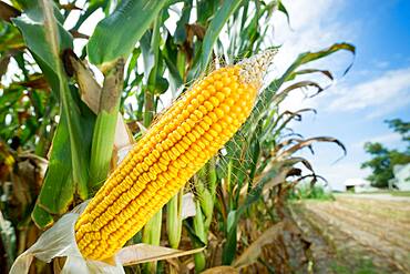 Close-up of shucked field corn in a corn field in Ridgley, Maryland, USA