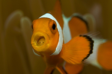 A false clown anemonefish, Amphiprion ocellaris, with a parasitic isopod, Cymathoa exigua, inside its mouth, Manado, North Sulawesi, Indonesia, Pacific Ocean