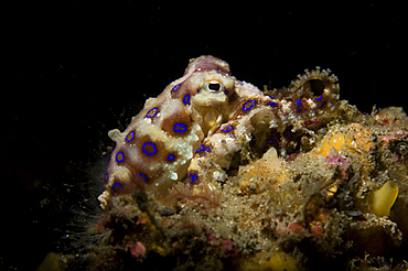 Blue ring octopus displaying rings, Hapalochlaena sp., Lembeh Strait, Manado, North Sulawesi, Indonesia, Pacific Ocean