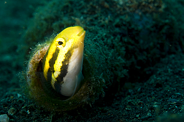 Shorthead fangblenny, Petroscirtes breviceps, in a bottle, Lembeh Strait, Bitung, Manado, North Sulawesi, Indonesia, Pacific Ocean