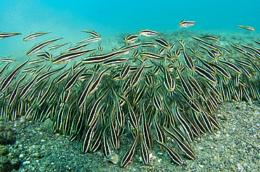 A school of striped catfish, Plotosus lineatus, Lembeh Strait, Bitung, Manado, North Sulawesi, Indonesia, Pacific Ocean