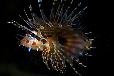 Zebra lionfish, Dendrochirus zebra, Lembeh Strait, Bitung, Manado, North Sulawesi, Indonesia, Pacific Ocean