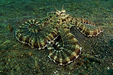 Mimic Octopus, Thaumoctopus mimicus, Lembeh Strait, Bitung, Manado, North Sulawesi, Indonesia, Pacific Ocean