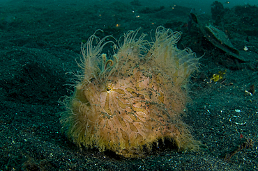 Hairy Striated Frogfish, Antennarius striatus, Lembeh Strait, Bitung, Manado, North Sulawesi, Indonesia, Pacific Ocean