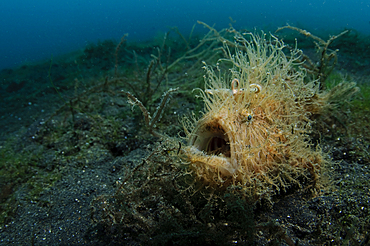 Hairy Striated Frogfish, Antennarius striatus, Lembeh Strait, Bitung, Manado, North Sulawesi, Indonesia, Pacific Ocean