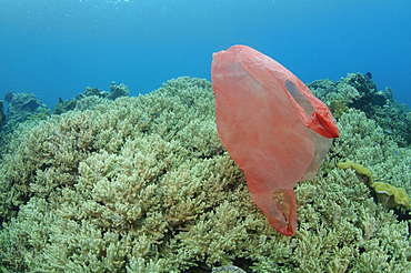 A plastic bag floats across the reef, Lembeh Strait, Manado, North Sulawesi, Indonesia, Pacific Ocean