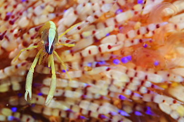 Brook's urchin shrimp, Allopontonia brookia, in a fire urchin, Asthenosoma ijimai, Komodo National Park, Nusa Tenggara, Indonesia, Pacific Ocean