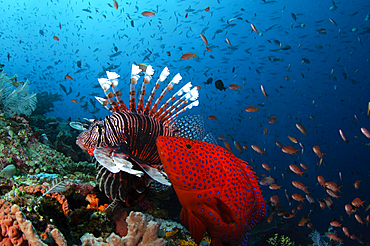 Coral Grouper, Cephalopholis miniata, and lionfish, Pterois volitans, hunting anthias, Pseudanthias sp., Komodo National Park, Nusa Tenggara, Indonesia, Pacific Ocean