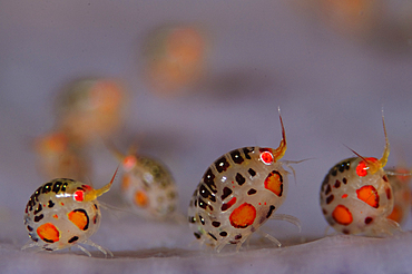 Ladybug amphipods, undescribed species, Komodo National Park, Nusa Tenggara, Indonesia, Pacific Ocean