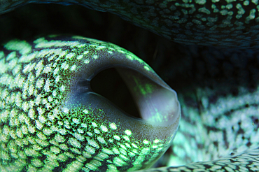 Giant clam detail, Tridacna crocea, Bima, Sumbawa, Nusa Tenggara, Indonesia, Pacific Ocean