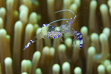 Sarasvati Anemone Shrimp with Eggs, Periclimenes sarasvati, Bima, Sumbawa, Nusa Tenggara, Indonesia, Pacific Ocean