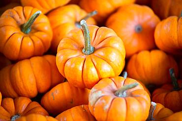 Small pumpkins for sale in Cashtown, Pennsylvania, USA