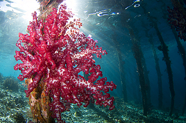 Soft coral, Dendronephthya sp., growing on the pilings of a pier, Arborek Island, Dendronephthya sp., Raja Ampat, West Papua, Indonesia, Pacific Ocean