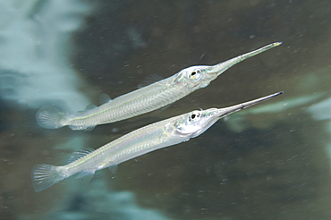 Estuarine halfbeak, Zenarchopterus dispar, reflecting on the surface, Blue Water Mangroves, Raja Ampat, West Papua, Indonesia, Pacific Ocean