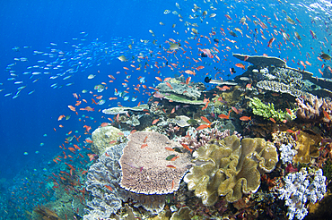 Several species of small schooling fish such as damselfish, fusiliers, and anthias feed on plankton in the water column above hard corals, Porites sp., and Acropora sp., Komodo National Park, Nusa Tenggara, Indonesia, Pacific Ocean