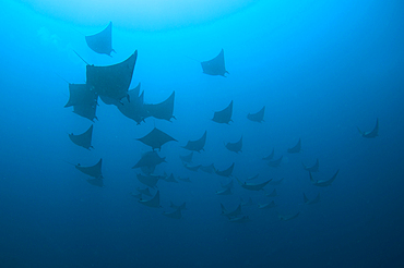 Schooling mobula rays, Mobula sp., Komodo National Park, Nusa Tenggara, Indonesia, Pacific Ocean