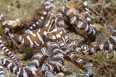 Wonderpus or Wunderpus on the sand, Wunderpus photogenicus, Bima Bay, Sumbawa, Nusa Tenggara, Indonesia, Pacific Ocean