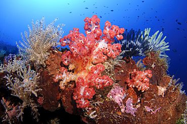 Soft corals and crinoids on a sponge, Spice Islands, Maluku Region, Halmahera, Indonesia, Pacific Ocean