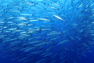 Schooling chevron barracuda, Sphyraena qenie, Bacan Island, Spice Islands, Maluku Region, Halmahera, Indonesia, Pacific Ocean