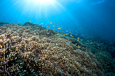 Anthias, Pseudanthias sp., swim over a hard coral garden with a variety of different hard corals including table, branching, cabbage or lettuce, staghorn, and leather varieties, Acropora sp., Porites sp., Echinopora sp., Sarcophyton sp., Spice Islands, Maluku Region, Halmahera, Indonesia, Pacific Ocean