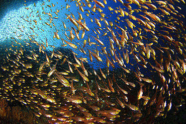 Spice Islands, Maluku Region, Halmahera, Indonesia, Pacific Ocean