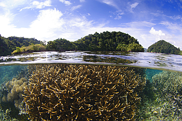 Split photo of branching staghorn corals, Acropora sp., and islands in the background, Loloda Selatan, Spice Islands, Maluku Region, Halmahera, Indonesia, Pacific Ocean