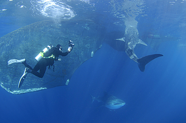 A diver interacts with a whaleshark, Rhincodon typus, under a bagan, a traditional style of fishing boat, Cendrawasih Bay, Papua Province, Indonesia, Pacific Ocean