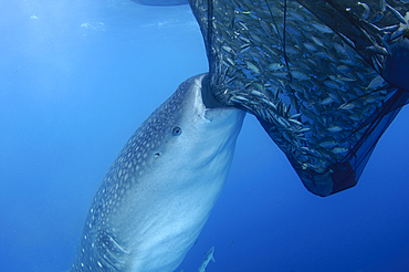 A whaleshark sucks on a net full of fish, Rhincodon typus, Cendrawasih Bay, Papua Province, Indonesia, Pacific Ocean