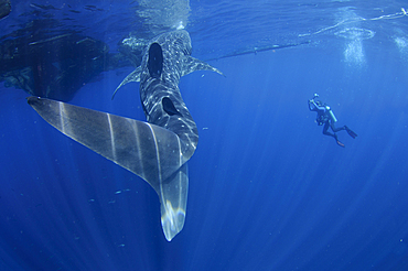 A diver interacts with a whaleshark, Rhincodon typus, under a bagan, a traditional style of fishing boat, Cendrawasih Bay, Papua Province, Indonesia, Pacific Ocean