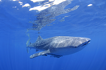 A single whaleshark swims near the surface, Rhincodon typus, Cendrawasih Bay, Papua Province, Indonesia, Pacific Ocean