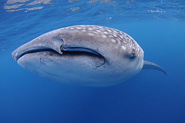 A close up photo of a whaleshark, Rhincodon typus, Cendrawasih Bay, Papua Province, Indonesia, Pacific Ocean