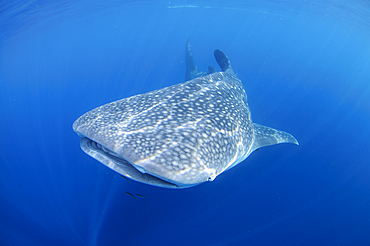 A single whaleshark swims near the surface, Rhincodon typus, Cendrawasih Bay, Papua Province, Indonesia, Pacific Ocean