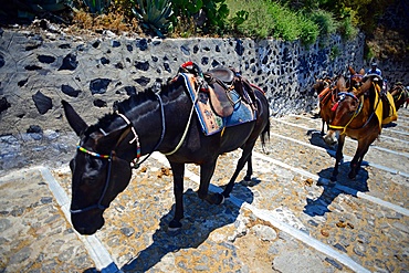 Mule taxis and donkey riding in Fira, Santorini, a cruel tradition that contributes to animal abuse, according to many animal welfare organisations.