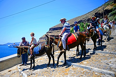 Mule taxis and donkey riding in Fira, Santorini, a cruel tradition that contributes to animal abuse, according to many animal welfare organisations.