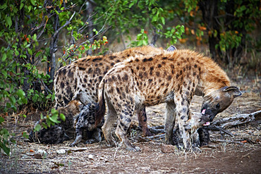 Spotted hyenas (Crocuta crocuta) at Mashatu game reserve, Botswana, Africa